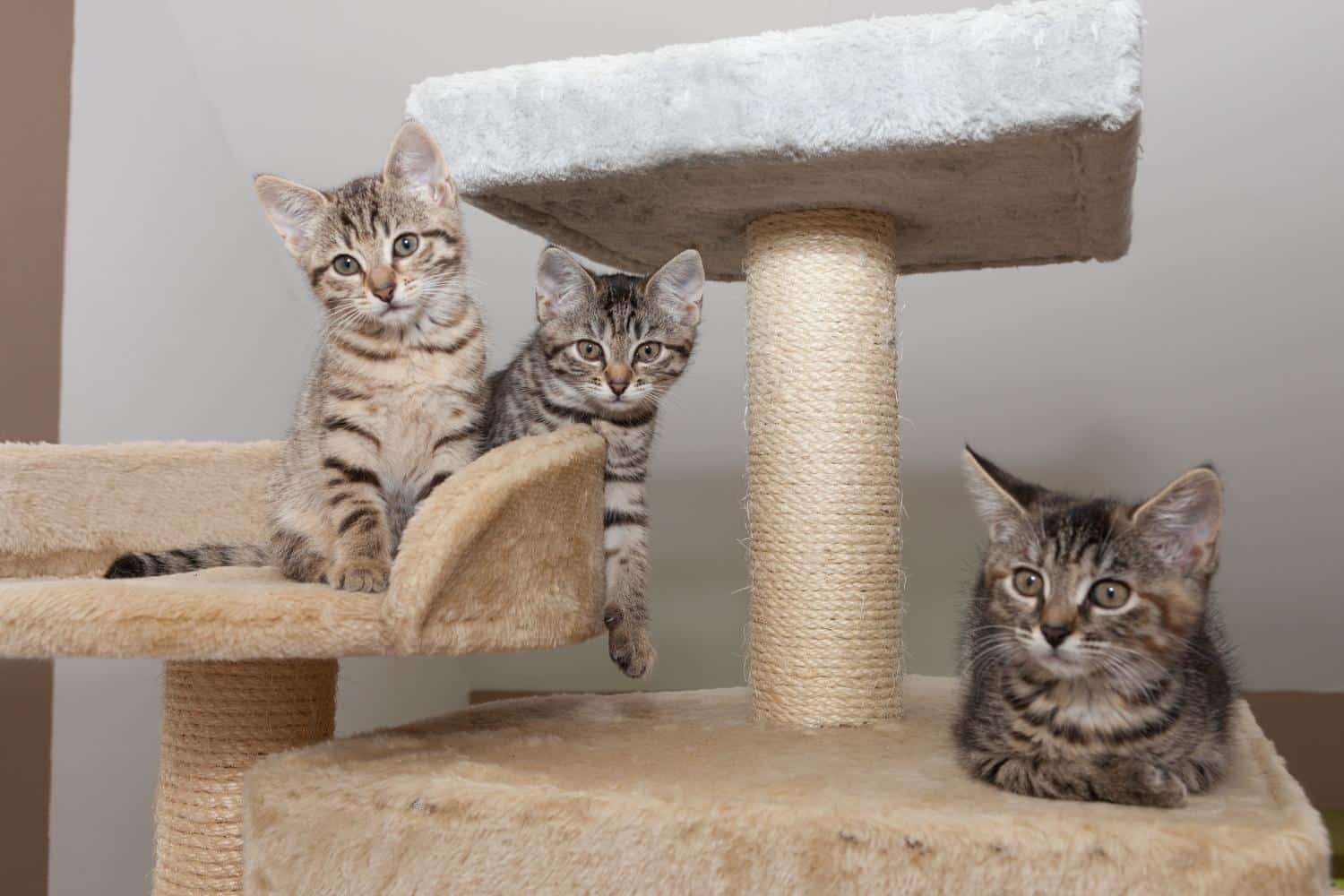 Gazebo Parts Direct Sales Store 11 Gazebo Parts Direct Sales Store -Huisdierbenodigdheden Verkoopwinkel krabpalen en krabmeubelen categorie foto